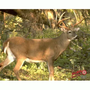 Duramesh Target Face Whitetail#3