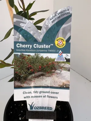 Grevillea 'Cherry Cluster'