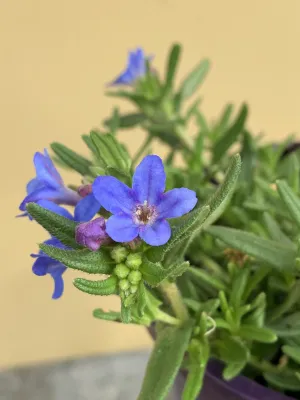 Lithodora ‘Heavenly Blue’