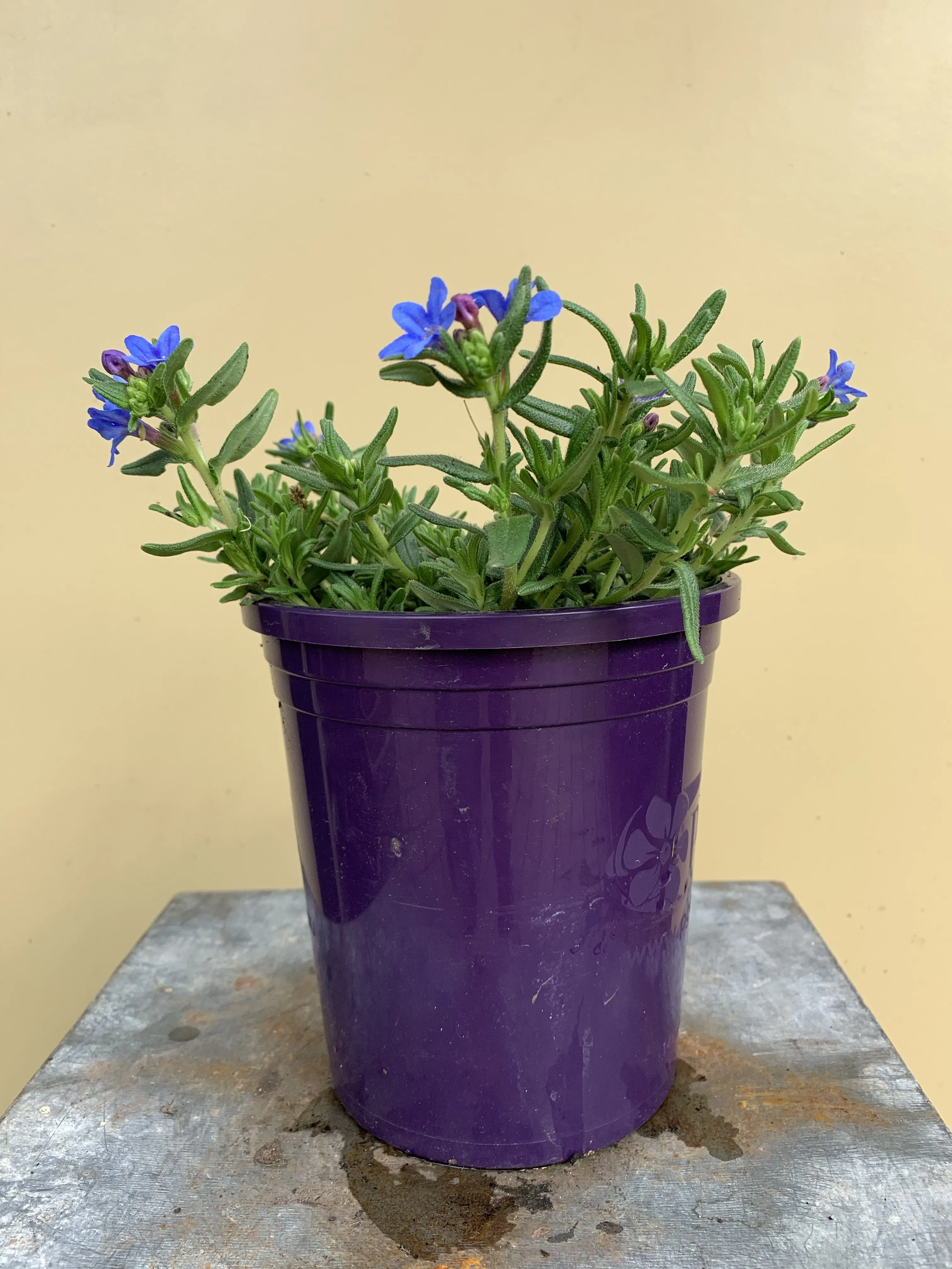 Lithodora ‘Heavenly Blue’