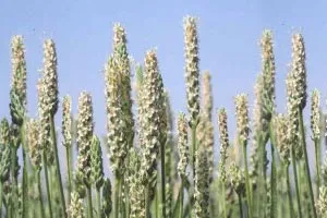 Psyllium Husk