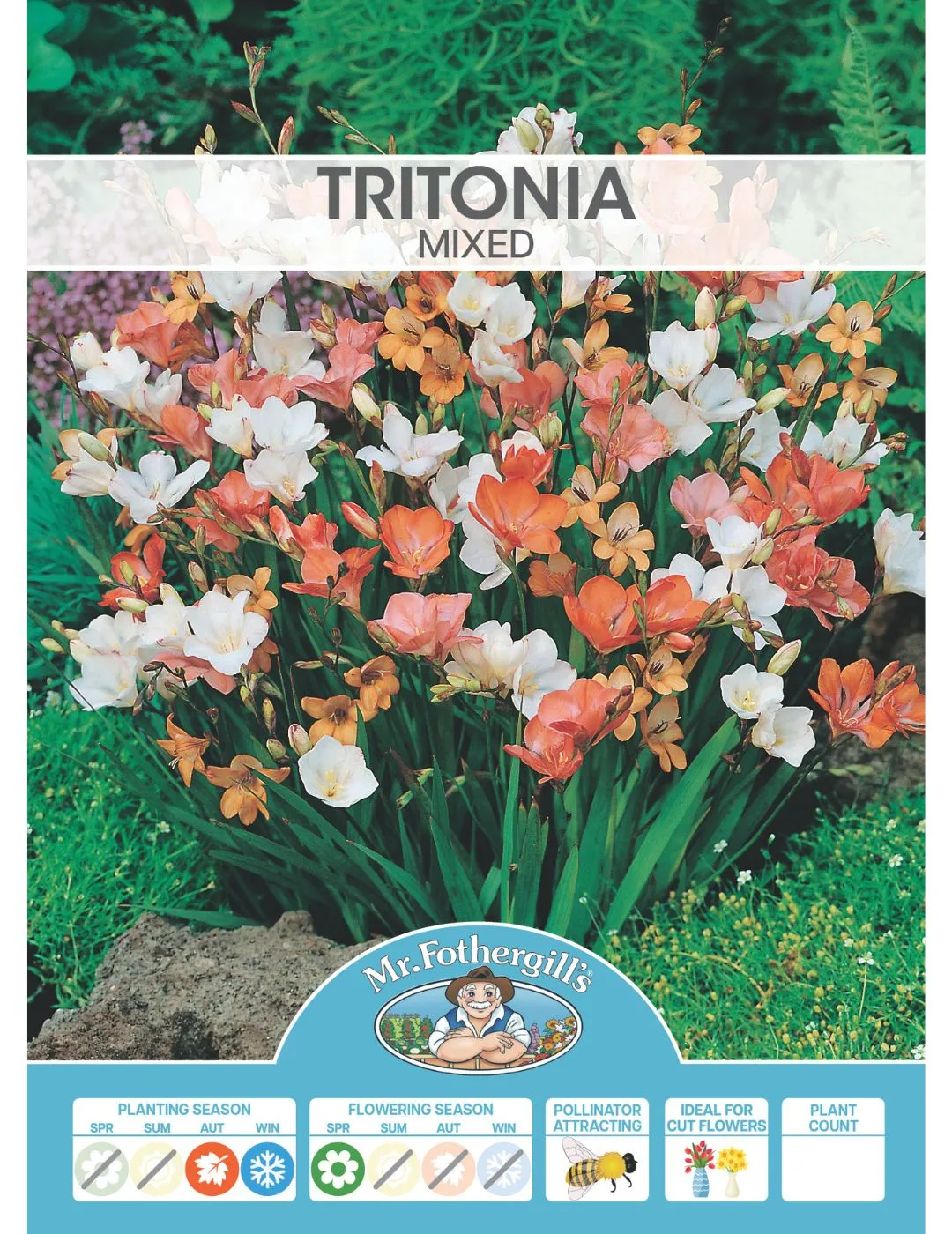 Tritonia Mixed