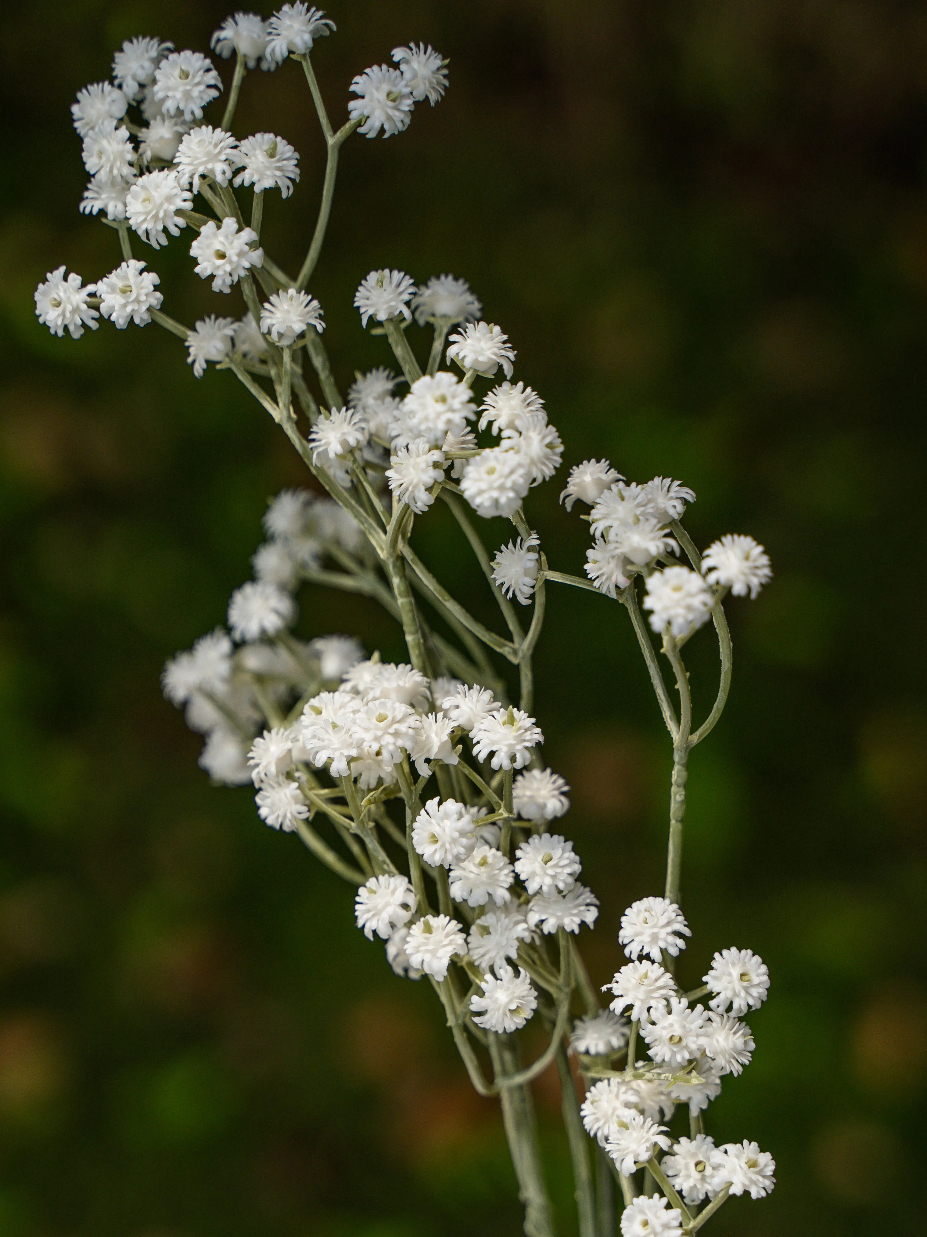 White Preserved Baby's Breath Bundle - 24"