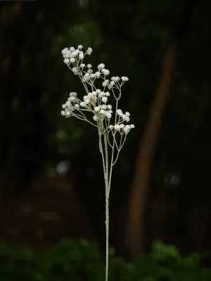 White Preserved Baby's Breath Bundle - 24"